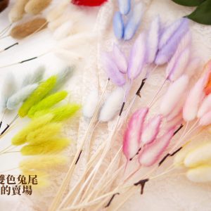 綜合_兔尾草