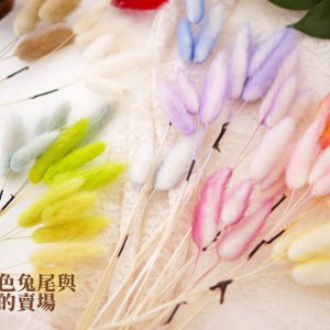 綜合_雙色兔尾