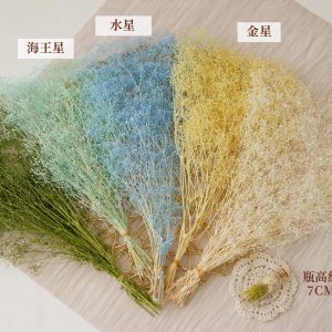 美二_大地農園單色永生滿天星 拷貝