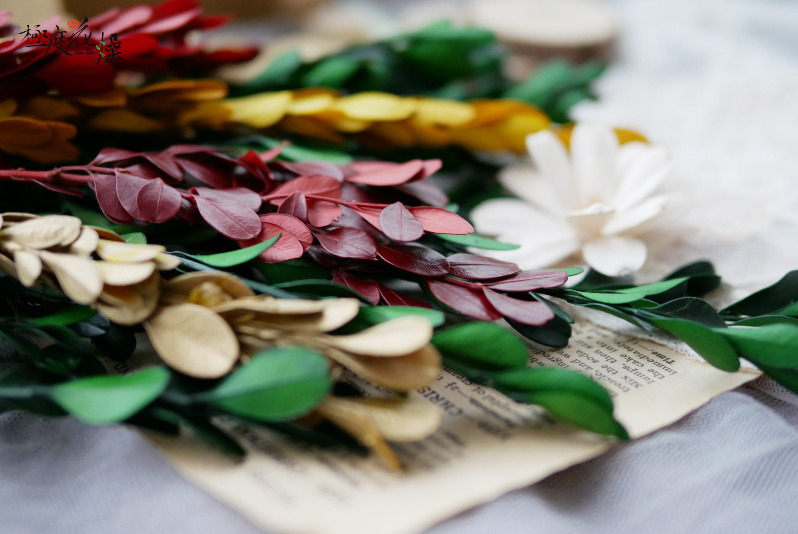 美圖1_黃楊葉 拷貝