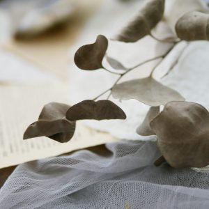 美圖2_乾燥大葉尤加利葉 拷貝