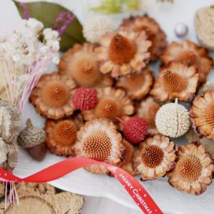 美圖2_墨西哥帽果 拷貝