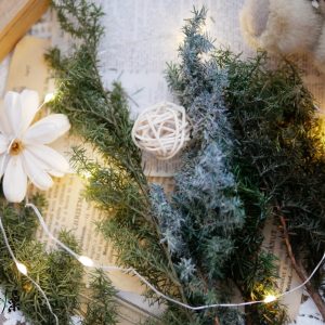 美圖2_永生雪松 拷貝