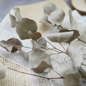 美圖3_乾燥大葉尤加利葉 拷貝