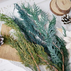 美圖3_永生扁柏 拷貝