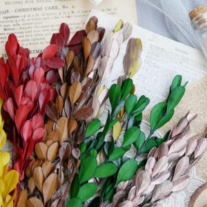 美圖3_黃楊葉 拷貝