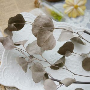 美圖4_乾燥大葉尤加利葉 拷貝