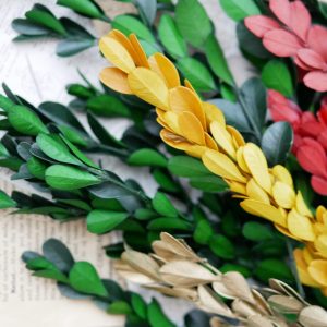 美圖4_黃楊葉 拷貝