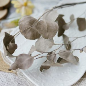 美圖5_乾燥大葉尤加利葉 拷貝