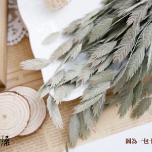 美圖5_小盼草