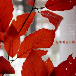 美圖5_永生山毛櫸 拷貝
