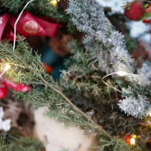 美圖5_永生雪松 拷貝