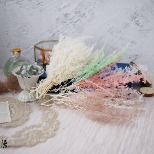 美圖一_永生刺藜 拷貝