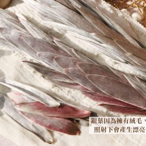 美圖三 _銀葉
