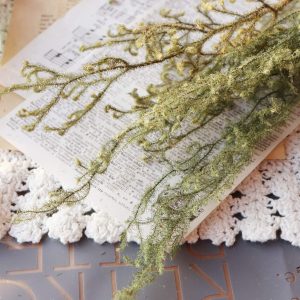 美圖二 _鹿角草