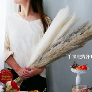 美圖二_原裝蘆葦草 拷貝