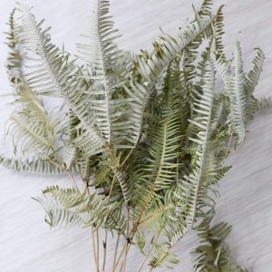 美圖六_乾燥綠芒萁 拷貝