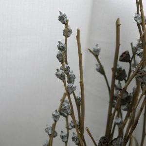 美圖六_尤加利老果 嫩果 拷貝
