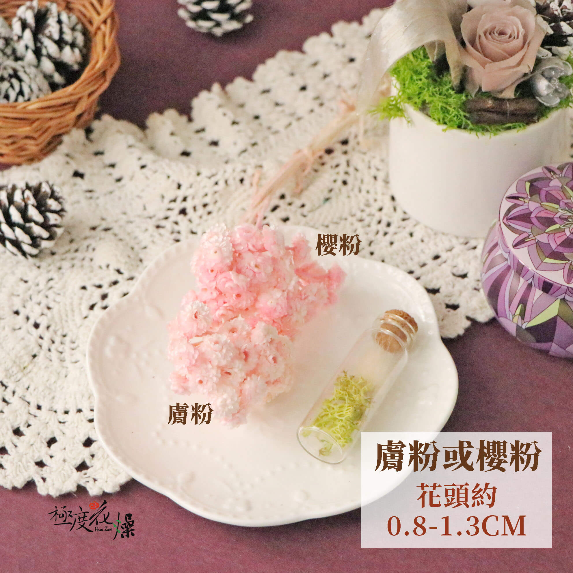 膚粉或櫻粉_蠟菊