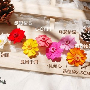 色_百日菊