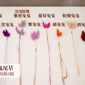 色一_兔尾草