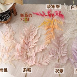色一 _整枝高山羊齒