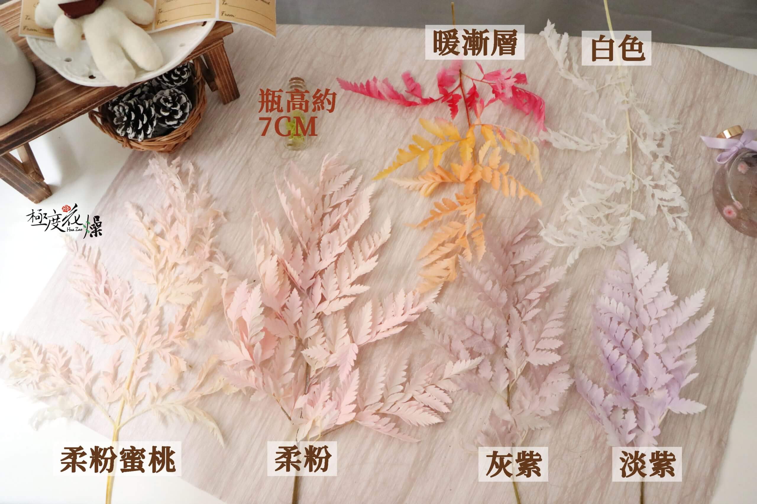 色一 _整枝高山羊齒 色一 _整枝高山羊齒