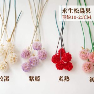 色一 _永生松蟲果