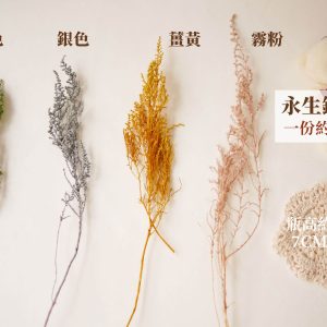 色一 _永生銀膚草