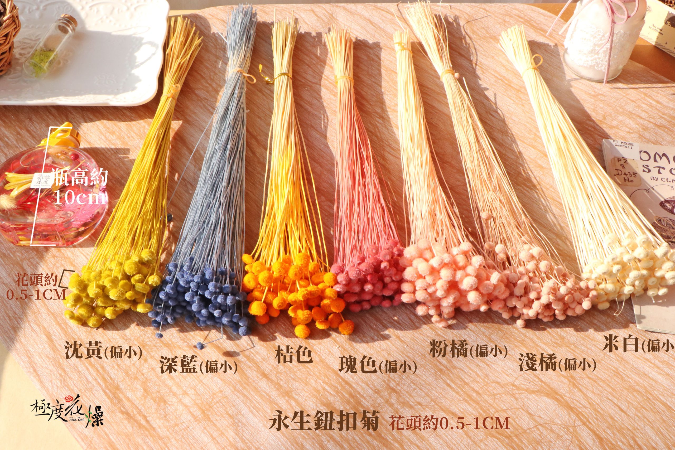 色一 _紐扣菊