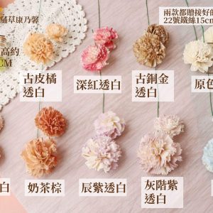 色一 _蓪草雙色康乃馨