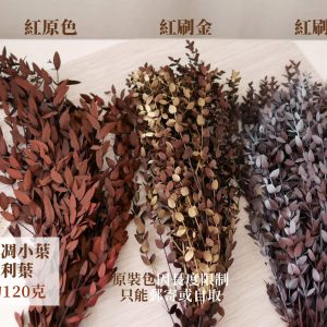 色一_不凋小葉尤加利葉 拷貝21