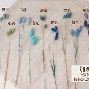 色三_加那利