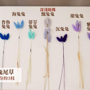 色三_兔尾草