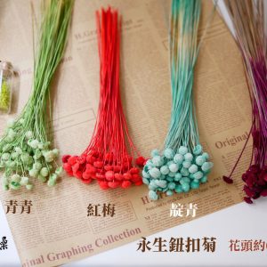 色三 _紐扣菊