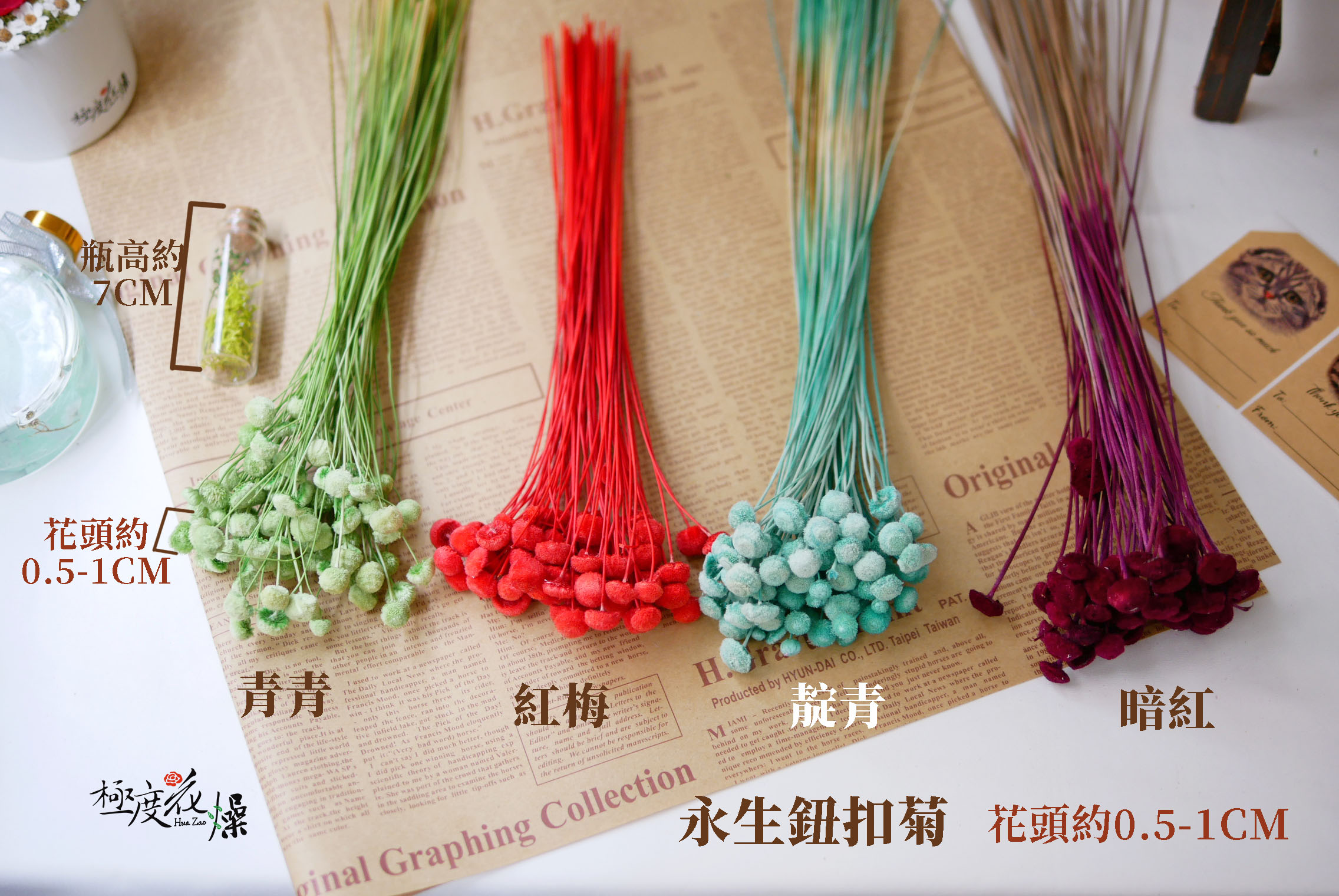色三 _紐扣菊
