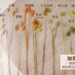 色二_加那利
