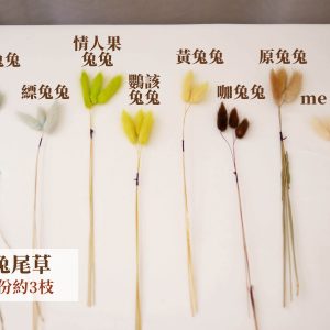 色二_兔尾草