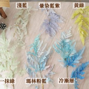 色二 _整枝高山羊齒