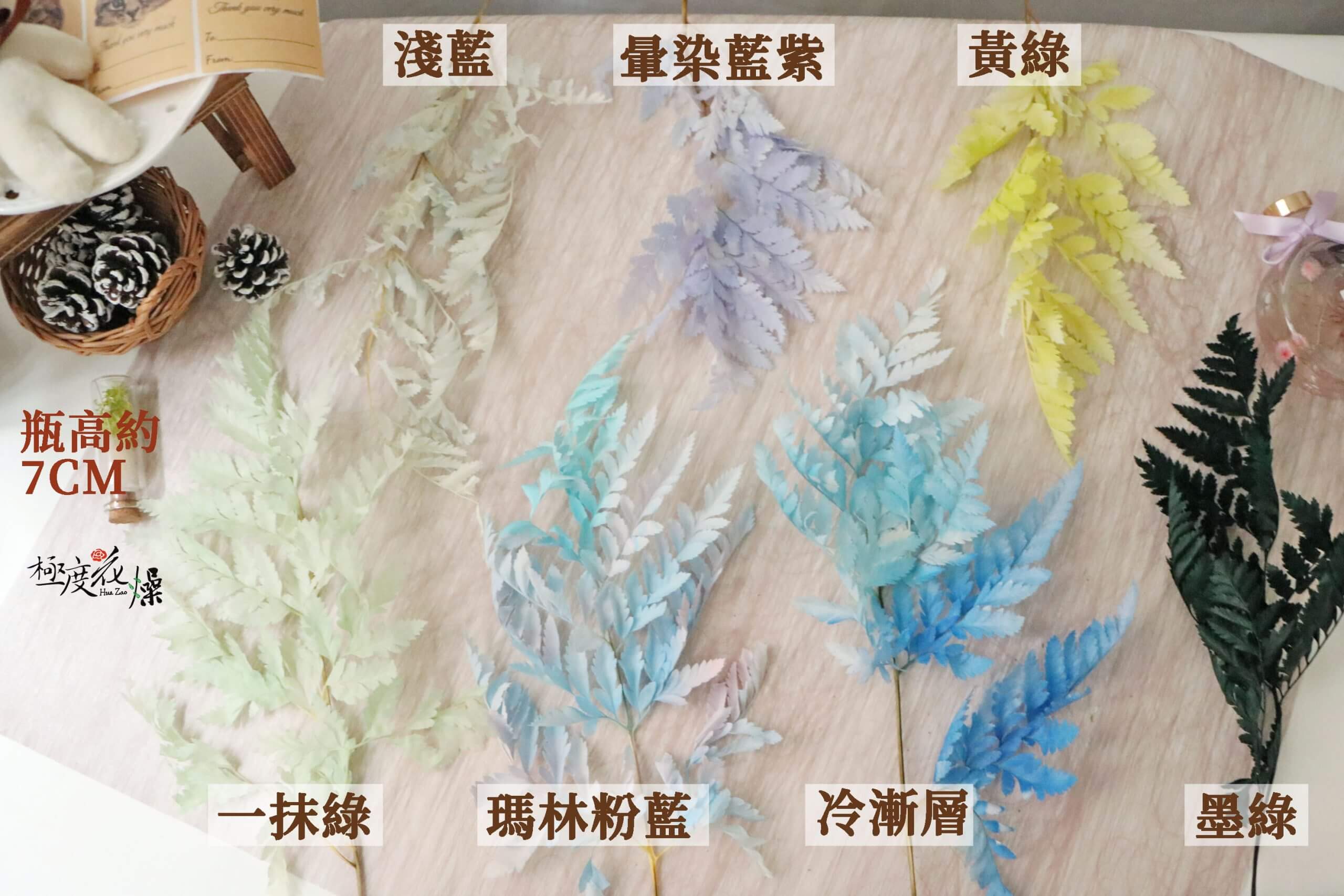 色二 _整枝高山羊齒 色二 _整枝高山羊齒