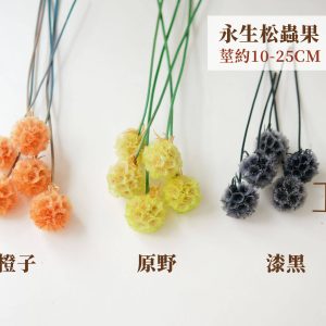 色二 _永生松蟲果