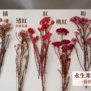 色二 _永生米香花