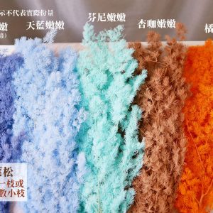 色二 _永生蓬萊松