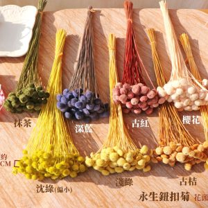 色二 _紐扣菊