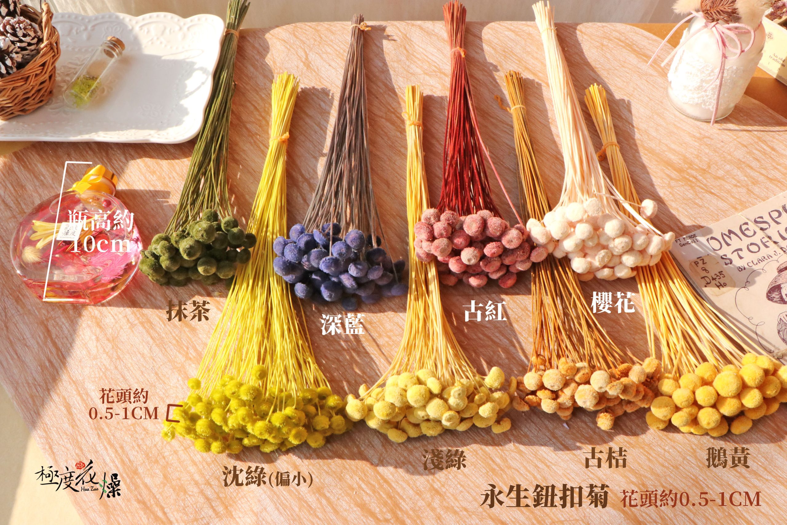 色二 _紐扣菊