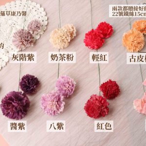 色二 _蓪草雙色康乃馨