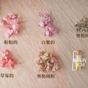 色二 _重瓣繡球