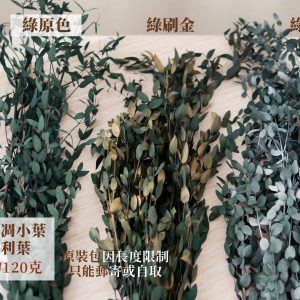 色二_不凋小葉尤加利葉 拷貝21