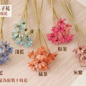 色二_瓜子花 拷貝