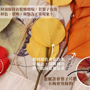 葉脈安全圖 _永生葉脈尤加利